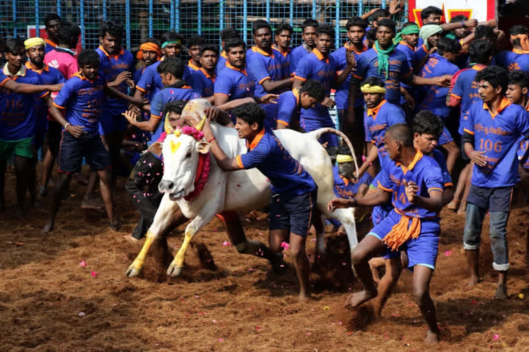 Tamil Nadu: 700 bulls participate in Jallikattu in Madurai