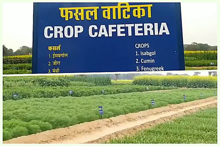 Crop garden in Kajri Jodhpur, Crop garden prepared in Kajri Jodhpur for farmers, Crop garden in Jodhpur for farmers, काजरी जोधपुर में फसल वाटिका तैयार