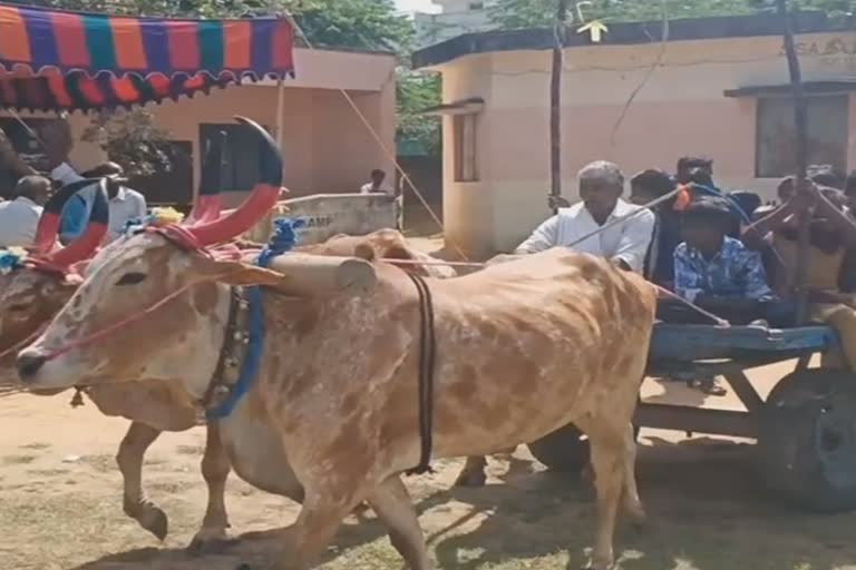 mattu pongal