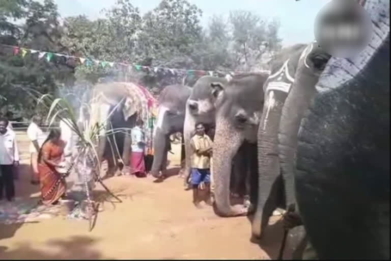 Elephant Pongal