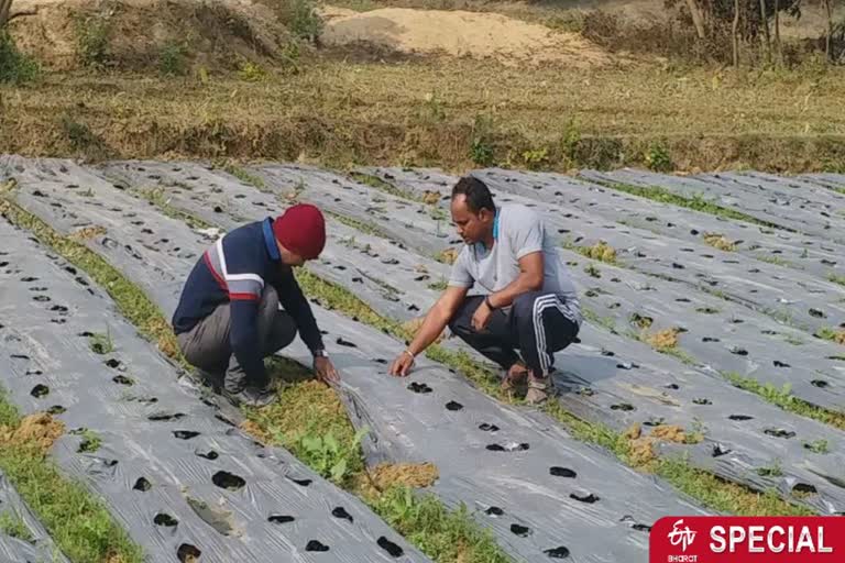 स्ट्रॉबेरी की खेती