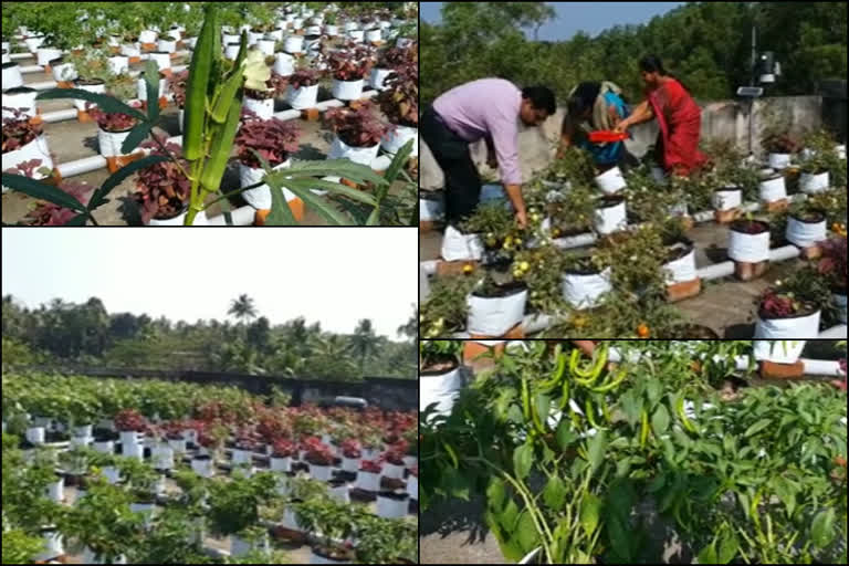 new innovative farming method  chathannoor agriculture office  farming without soil  മണ്ണില്ലാതെ കൃഷി  ചാത്തന്നൂർ കൃഷി ഭവൻ