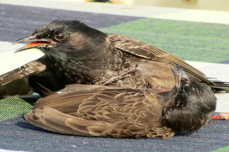 bulbul bird's fight at gopiballavpur