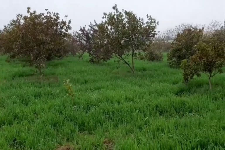 Farmers happy to rain