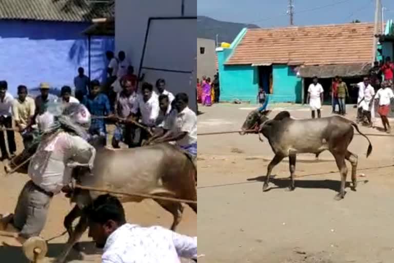 ಹೋರಿ ಬೆದರಿಸೋ ಹಬ್ಬ