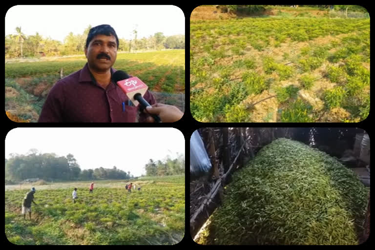 കാന്താരി മുളക് കൃഷി വിജയം കൊയ്ത് യുവകർഷകൻ യുവകർഷകൻ പാലക്കാട് വിദേശ മാർക്കറ്റ് Kandari chilli cultivation Young farmer