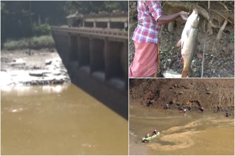 kallarkkutty dam fishing കല്ലാര്‍കുട്ടി അണക്കെട്ട് വൈദ്യുതി വകുപ്പ് ക്വാട്ടേഴ്‌സ് പനംകുട്ടി പവര്‍ഹൗസ്