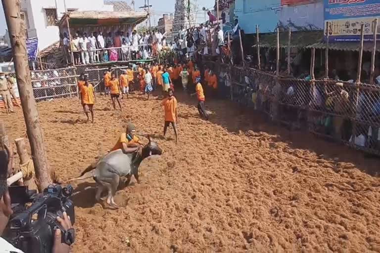 திண்டுக்கல் மாவட்டச் செய்திகள்  பழனியருகே நெய்காரபட்டி ஜல்லிக்கட்டு  palani jallikattu  250 players participated in palani jallikattu