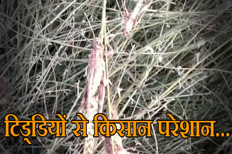 टिड्डी से किसान परेशान,  Locust attack in Sriganganagar