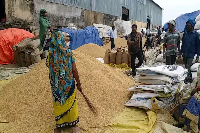 Paddy purchase will stop from January 20