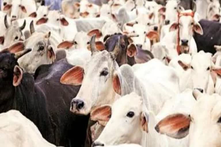 High court orders to open new build cow shed in kangra