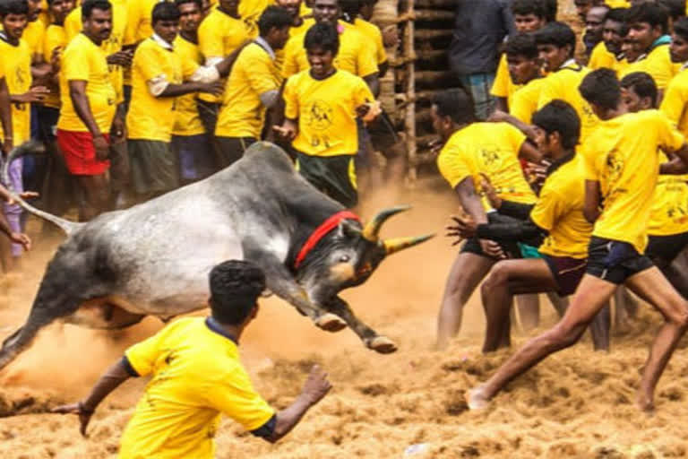 Second Annual Jallikattu Competition at Erode