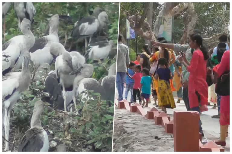 செங்கல்பட்டு பறவைகள் சரணாலயம் பொதுமக்கள் ஆர்வம்  Vedanthangal Bird Sanctuary  பறவைகள் சரணாயலத்தில் குவிந்த மக்கள்  people enjoyed to see Vedanthangal Bird Sanctuary place