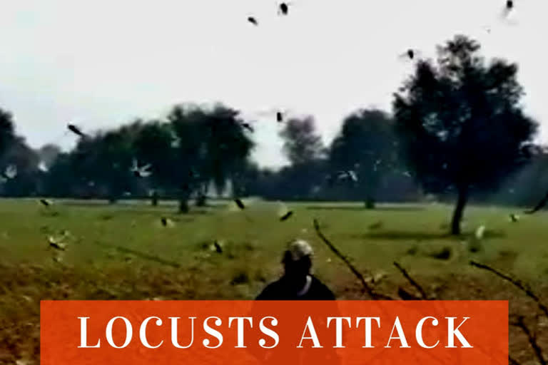 Locusts attack