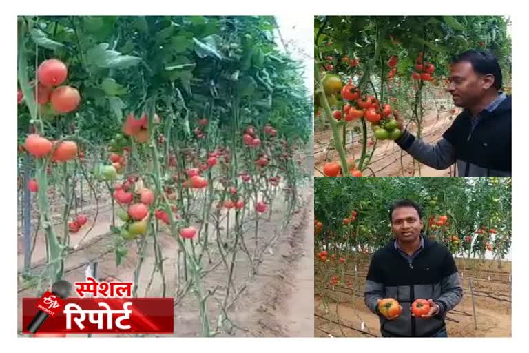 10 to 12 feet tomato plant, 10 से 12 टमाटर फीट पौधे