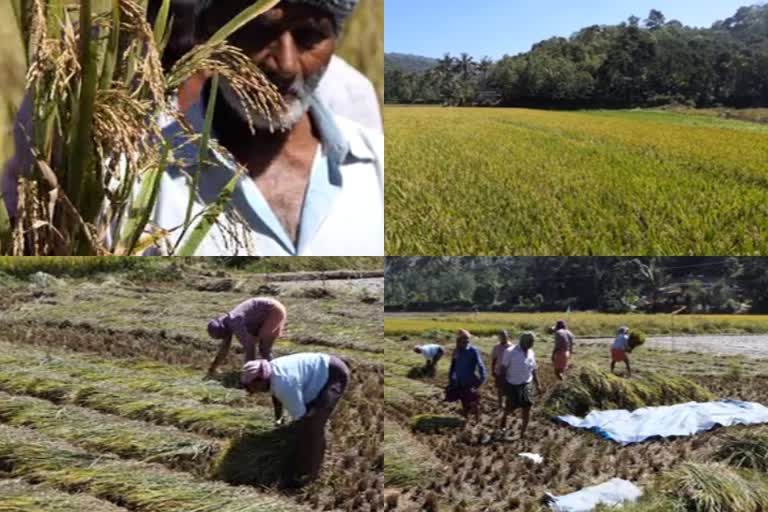 Akshaya crop first in Paddy , giving hope to farmers  കര്‍ഷകര്‍ക്ക് പ്രതീക്ഷകള്‍ പകര്‍ന്ന് നല്‍കി അക്ഷയ നെല്‍വിത്തിന്‍റെ ആദ്യ കൃഷിയില്‍ നൂറ്‌മേനി വിളവ്  akshaya crop seed