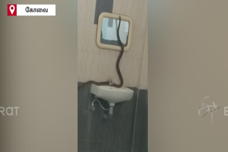 snake in university hostel