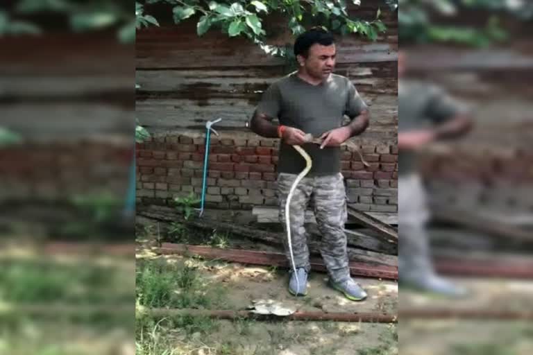 1200 snakes have been rescued gurugram