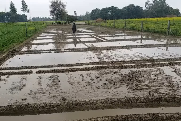 Potato Production affected due to heavy Rain