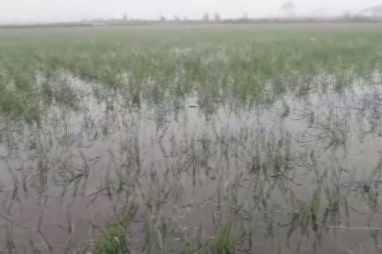 Wheat crop destroy