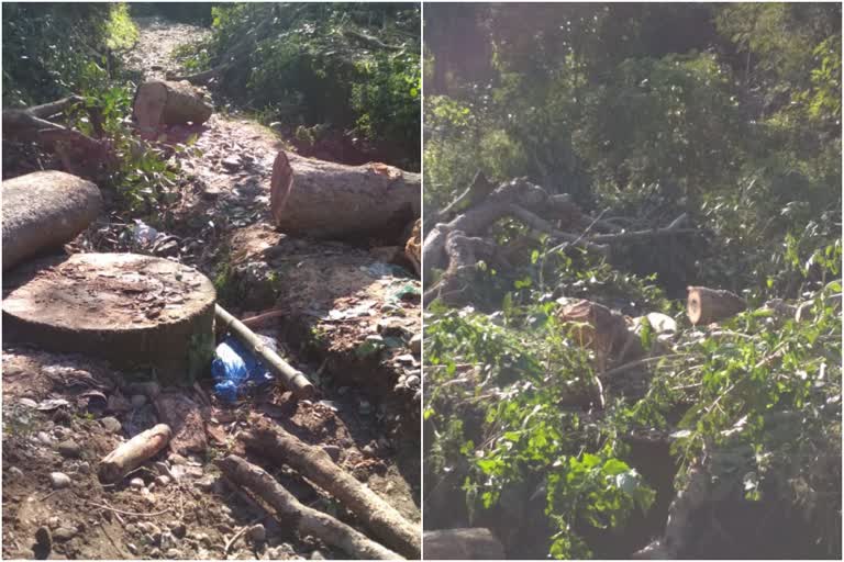 Trees are constantly being cut in Chintpurni