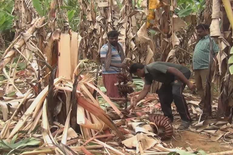 elephant damaged trees