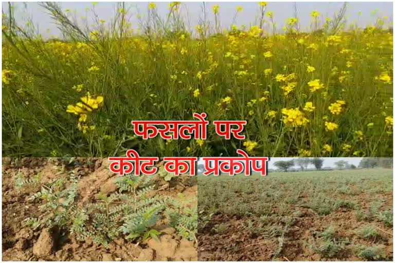 भीलवाड़ा कृषि विभाग, भीलवाड़ा न्यूज, insect spread in gram, bhilwara news