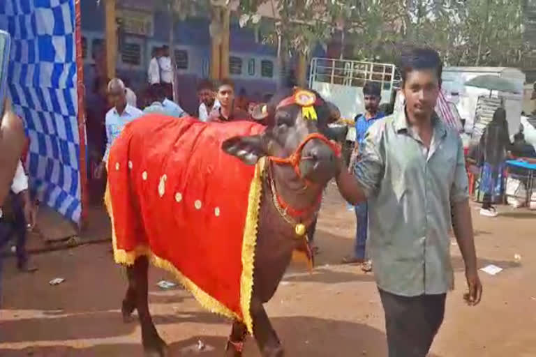 male buffalo in kagavada