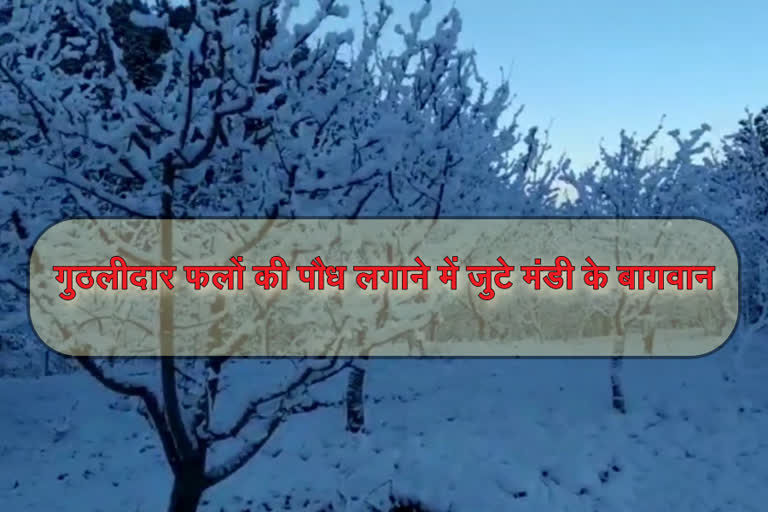 gardeners engaged in planting fruits after snowfall in mandi, बगीचों में सेब समेत गुठलीदार फलों की पौध लगाने में जुटे मंडी के बागवान