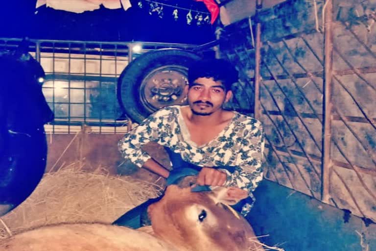 Illegal cattle transfer in karvar