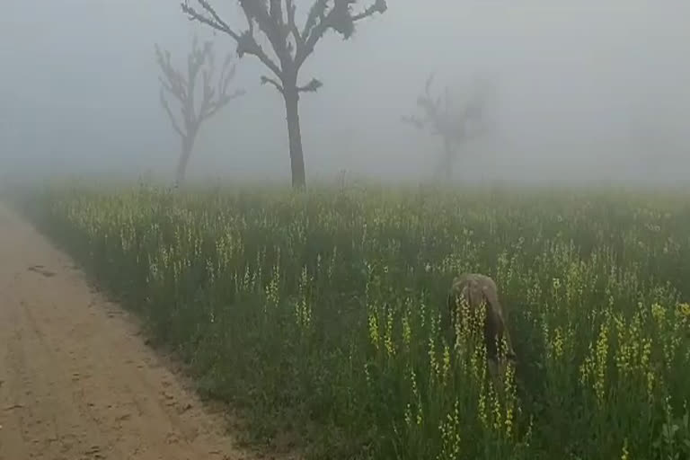 सर्दी ने बढ़ाई किसानो की मुश्किलें, Life is disturbed due to cold and fog