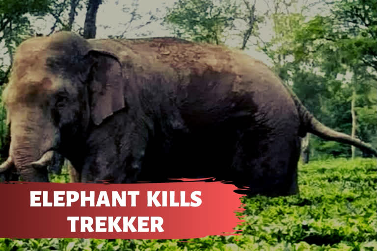 Woman trekker trampled to death by elephant in Tamil Nadu forest