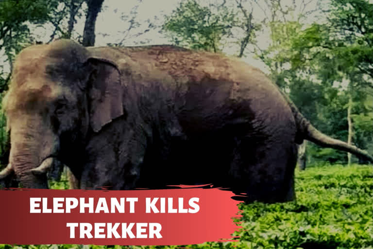 woman trekker  Death  Elephant  Tamil Nadu forest  തമിഴ് നാട് വനം  ആന ചവിട്ടിക്കൊന്നു