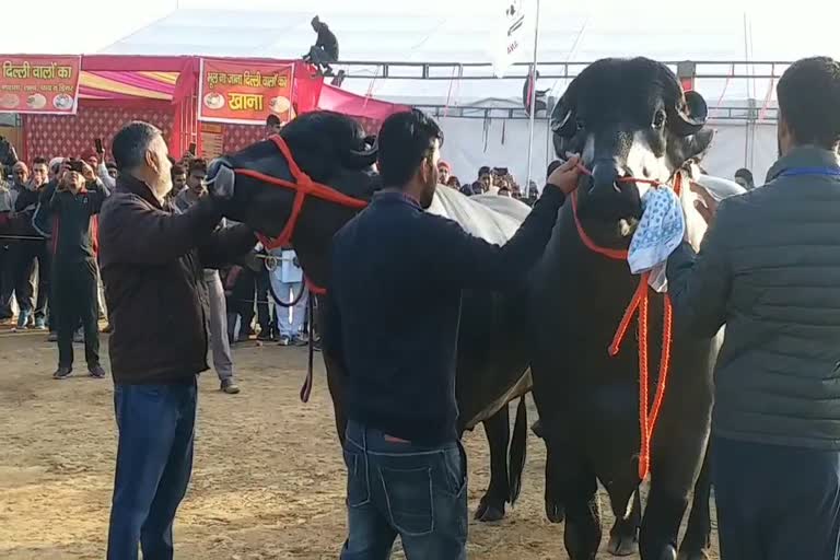 three-day cattle fair in Kurukshetra