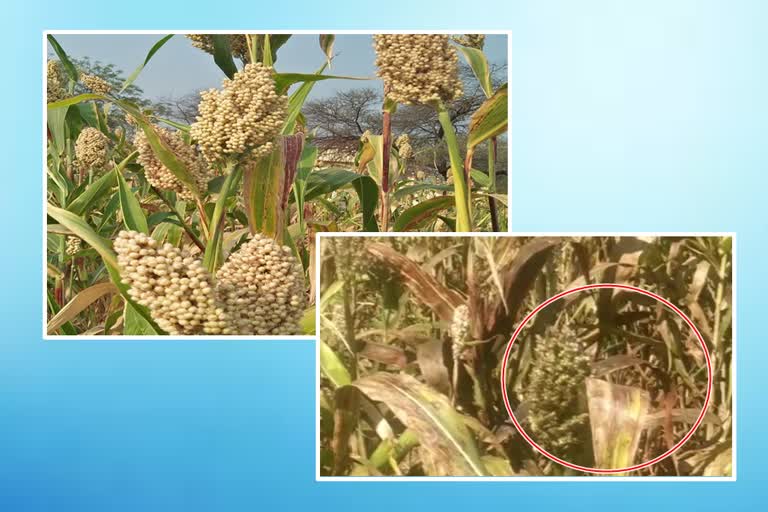 sorghum crop