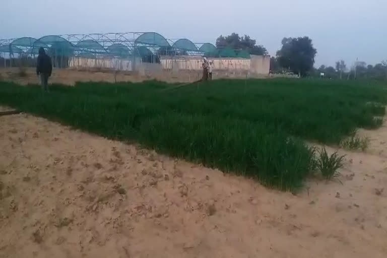 फसलों को नुकसान,  Crop damage