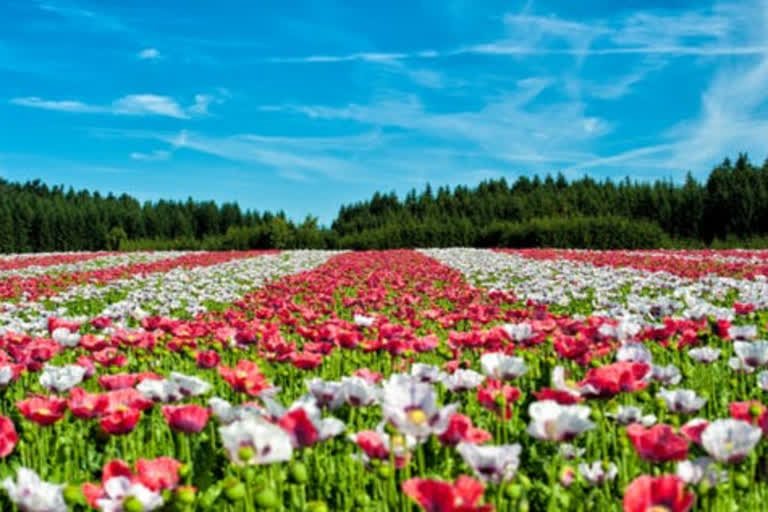 Arunachal govt on toes as poppy cultivation boosts