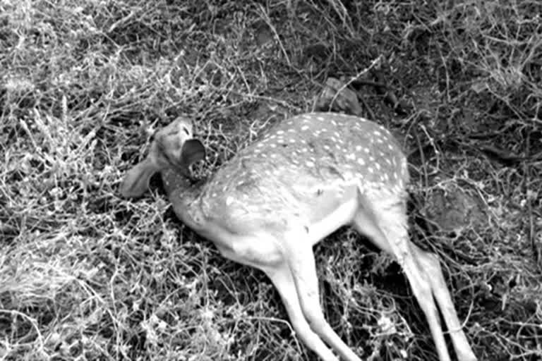 deer death