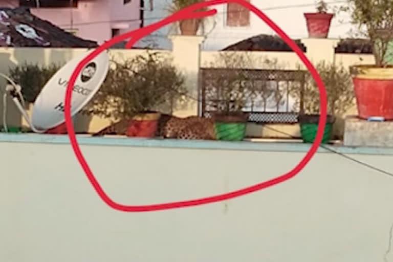 cheetah-spotted-sleeping-on-terrace-of-a-house-in-shadnagar-rangareddy-district