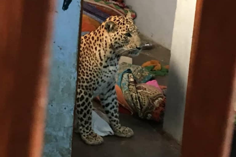 leopard enters a house in godhiyar village of kutch