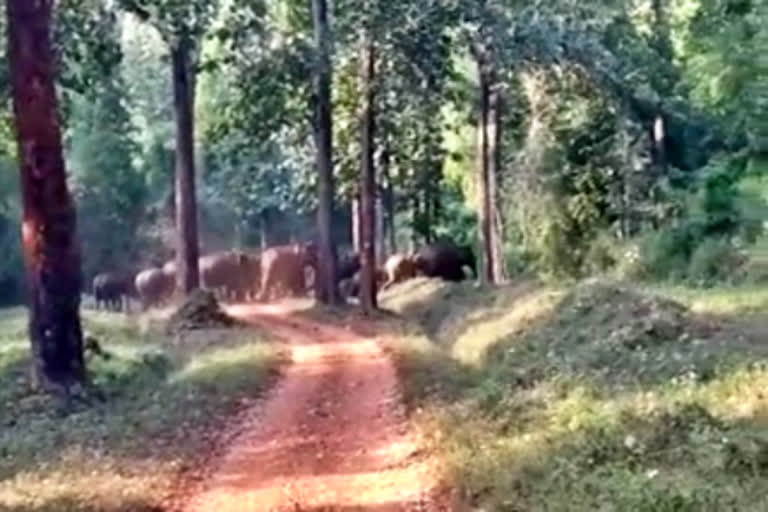 Elephant family crossed a Road in Chikkmagaluru