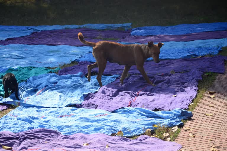 dogs sleeping on bedsheets of hospital