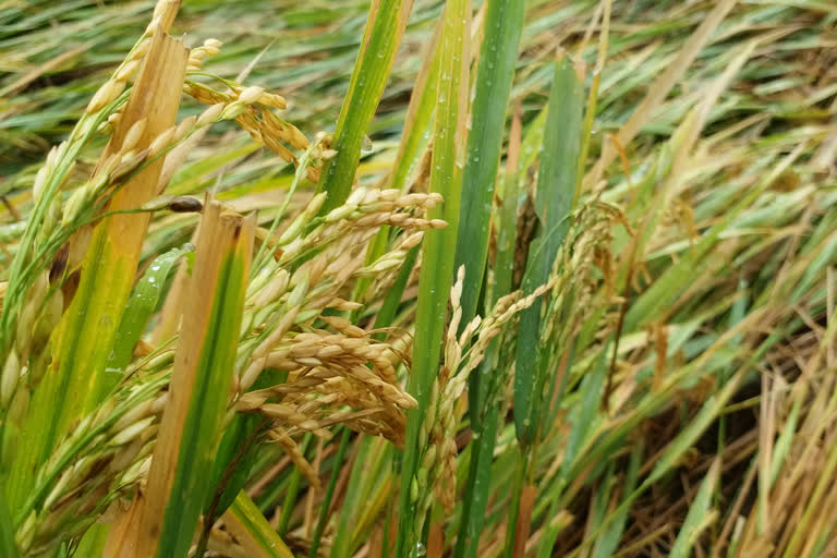 Thiruvarur heavy rain