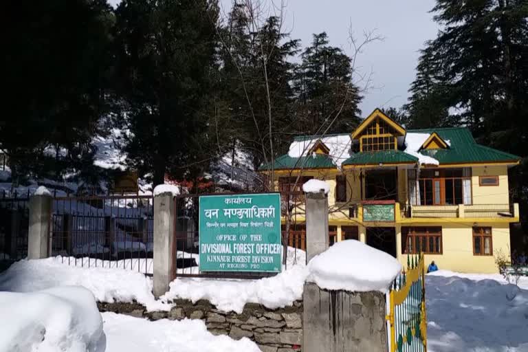 Danger of wild animals increased in Kinnaur, DFO instructed not to go towards the forest