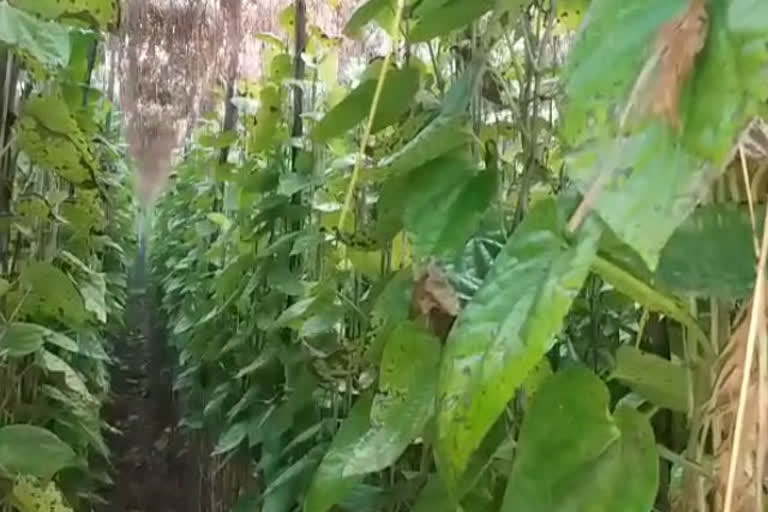 bitter cold ruined the betel crop in chhatarpur