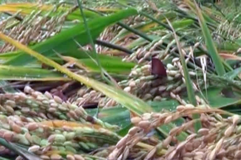 HC madurai bench order on Paddy purchase center in ramanthapuram district