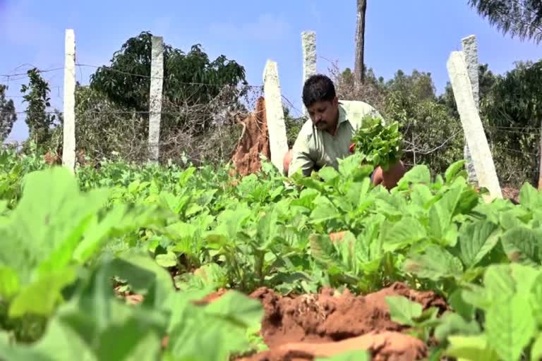 A Successful farmer