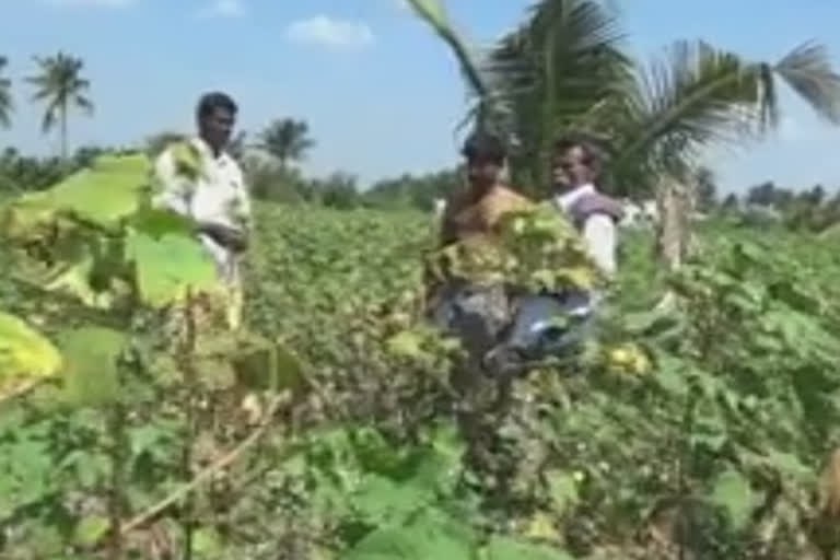 the impact of cotton farming on snowfall