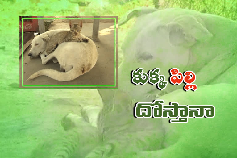 dog and cat friendship grabs everyone's attention at toopran in medak district
