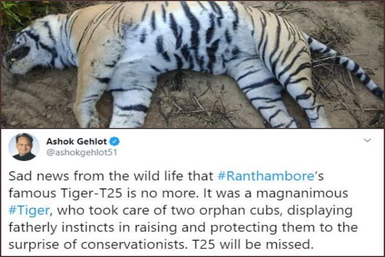 tiger death in Ranthambore National Park